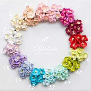 Цветы вишни 