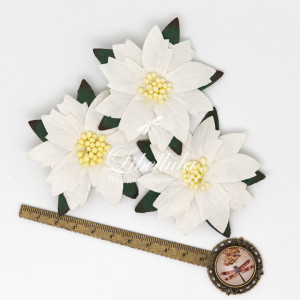 Пуансеттия 