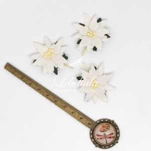 Пуансеттия 