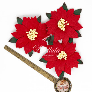 Пуансеттия 