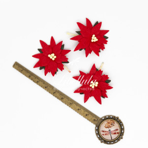 Пуансеттия 